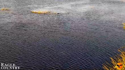 Southwest Florida River Wildlife Live Cams - Oct 21, 2026, 9:37am EDT