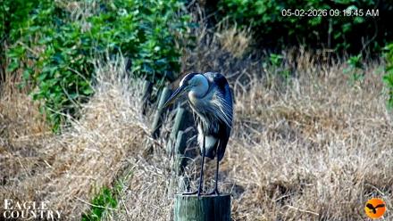 Southwest Florida River Wildlife Live Cams - May 2, 2026, 1:19pm EDT