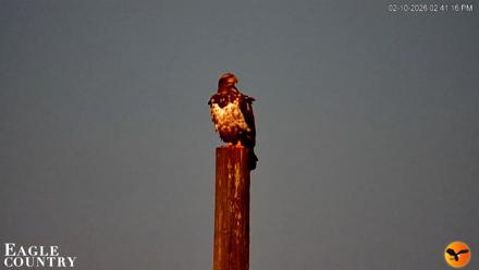 Southwest Florida River Wildlife Live Cams - Feb 10, 2026, 2:42pm EST