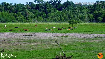 Southwest Florida River Wildlife Live Cams - May 5, 2026, 9:26am EDT