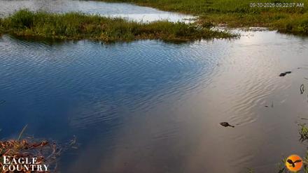 Southwest Florida River Wildlife Live Cams - Sep 30, 2026, 9:22am EDT