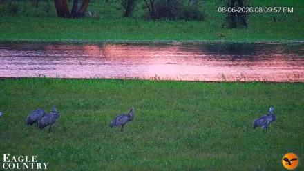 Southwest Florida River Wildlife Live Cams - Aug 6, 2026, 8:10pm EDT