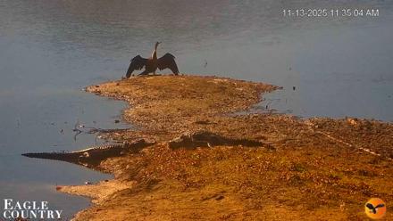 Southwest Florida River Wildlife Live Cams - Nov 13, 2025, 11:36am EST