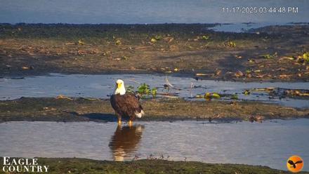 Southwest Florida River Wildlife Live Cams - Nov 17, 2025, 3:50pm EST