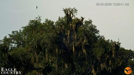 Southwest Florida River Wildlife Live Cams - Sep 4, 2026, 10:29am EDT