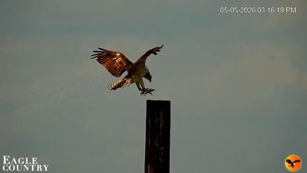 Southwest Florida River Wildlife Live Cams - May 5, 2026, 5:40pm EDT