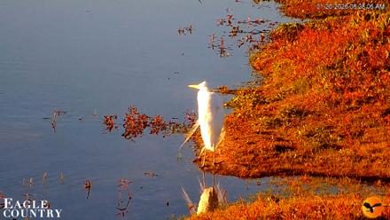 Southwest Florida River Wildlife Live Cams - Jan 20, 2026, 8:29am EST