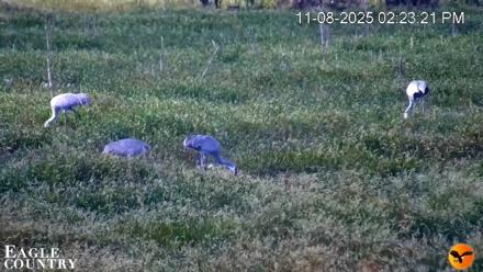 Southwest Florida River Wildlife Live Cams - Nov 8, 2025, 2:24pm EST