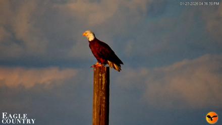 Southwest Florida River Wildlife Live Cams - Jan 23, 2026, 4:37pm EST