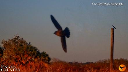 Southwest Florida River Wildlife Live Cams - Nov 16, 2025, 5:05pm EST