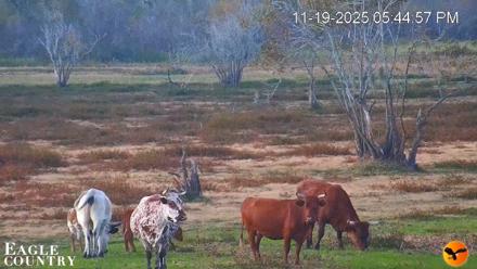 Southwest Florida River Wildlife Live Cams - Nov 19, 2025, 6:05pm EST