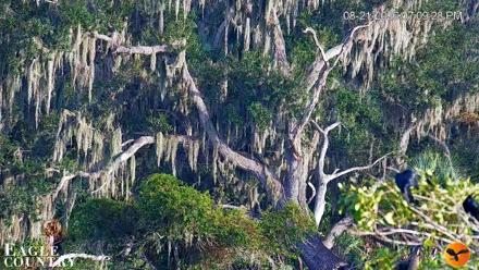 Southwest Florida River Wildlife Live Cams - Aug 21, 2026, 7:10pm EDT