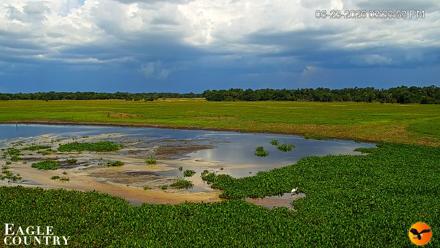 Southwest Florida River Wildlife Live Cams - Jun 23, 2026, 3:35pm EDT