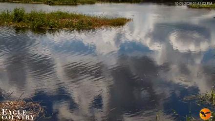 Southwest Florida River Wildlife Live Cams - Oct 5, 2026, 1:41pm EDT