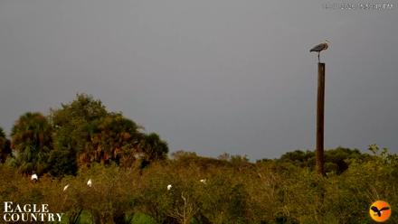 Southwest Florida River Wildlife Live Cams - Sep 11, 2026, 6:35pm EDT