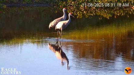 Southwest Florida River Wildlife Live Cams - Nov 8, 2025, 8:56am EST