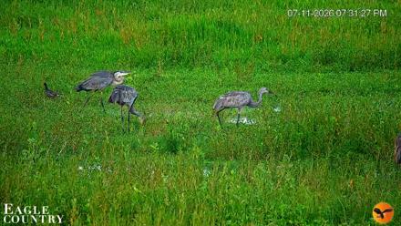 Southwest Florida River Wildlife Live Cams - Jul 11, 2026, 7:32pm EDT