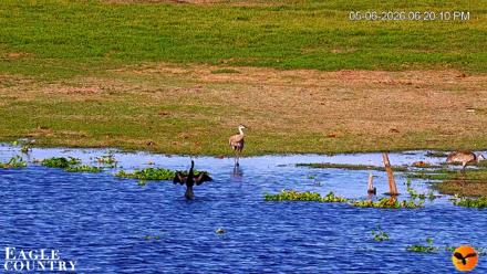 Southwest Florida River Wildlife Live Cams - May 6, 2026, 11:09pm EDT