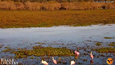 Southwest Florida River Wildlife Live Cams - Oct 22, 2026, 8:48am EDT