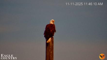 Southwest Florida River Wildlife Live Cams - Nov 11, 2025, 11:47am EST