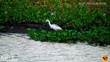 Southwest Florida River Wildlife Live Cams - Apr 27, 2026, 10:40pm EDT