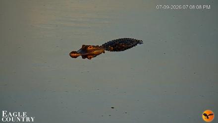 Southwest Florida River Wildlife Live Cams - Jul 9, 2026, 7:08pm EDT