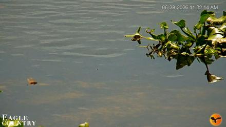 Southwest Florida River Wildlife Live Cams - Jun 28, 2026, 11:33am EDT