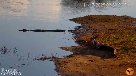 Southwest Florida River Wildlife Live Cams - Nov 17, 2025, 3:55pm EST
