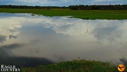 Southwest Florida River Wildlife Live Cams - Sep 30, 2026, 6:15pm EDT