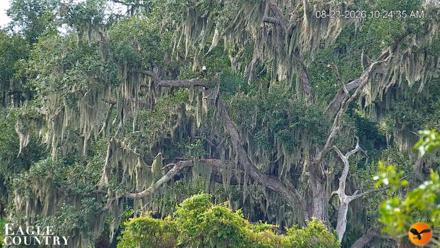 Southwest Florida River Wildlife Live Cams - Aug 23, 2026, 10:25am EDT