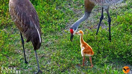 Southwest Florida River Wildlife Live Cams - Apr 22, 2026, 8:18pm EDT