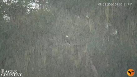 Southwest Florida River Wildlife Live Cams - Aug 28, 2026, 3:56pm EDT