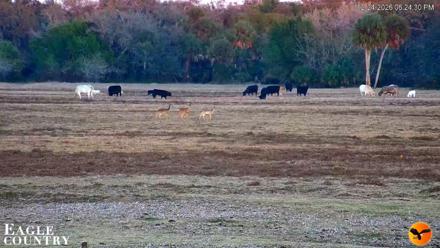 Southwest Florida River Wildlife Live Cams - Feb 24, 2026, 6:25pm EST