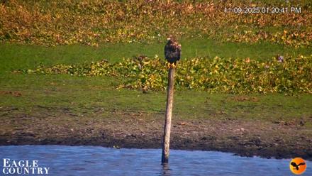 Southwest Florida River Wildlife Live Cams - Nov 9, 2025, 1:22pm EST