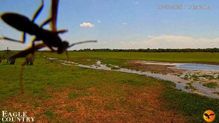 Southwest Florida River Wildlife Live Cams - Jun 26, 2026, 11:44am EDT