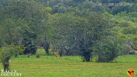 Southwest Florida River Wildlife Live Cams - Aug 15, 2026, 5:59pm EDT