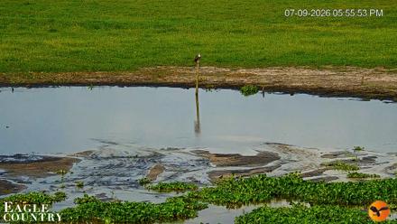 Southwest Florida River Wildlife Live Cams - Jul 9, 2026, 7:31pm EDT