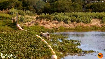 Southwest Florida River Wildlife Live Cams - Jun 17, 2026, 6:26pm EDT