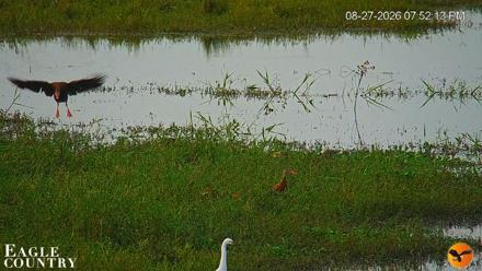 Southwest Florida River Wildlife Live Cams - Aug 27, 2026, 8:27pm EDT