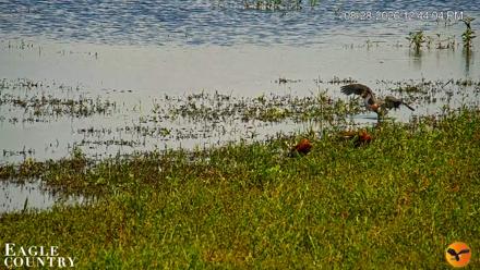 Southwest Florida River Wildlife Live Cams - Aug 28, 2026, 12:45pm EDT