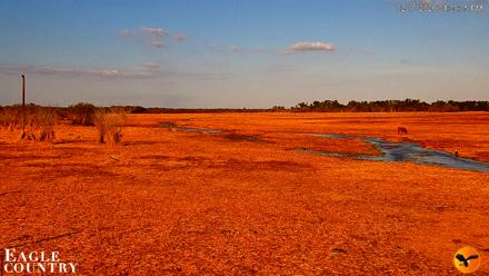 Southwest Florida River Wildlife Live Cams - Feb 10, 2026, 4:40pm EST