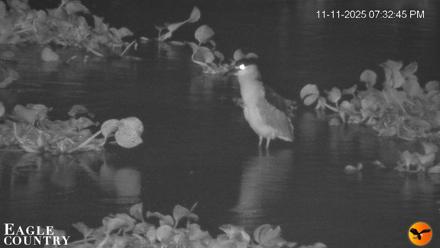 Southwest Florida River Wildlife Live Cams - Nov 11, 2025, 10:20pm EST