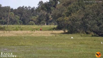 Southwest Florida River Wildlife Live Cams - Sep 4, 2026, 3:29pm EDT