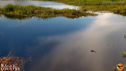 Southwest Florida River Wildlife Live Cams - Sep 30, 2026, 9:17am EDT