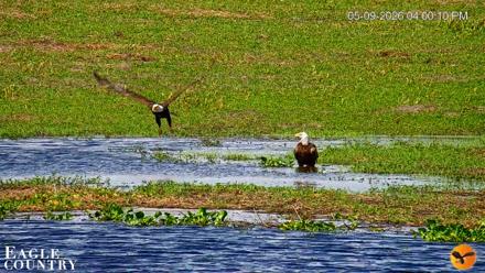 Southwest Florida River Wildlife Live Cams - May 9, 2026, 4:16pm EDT