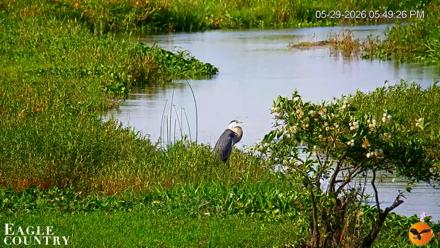 Southwest Florida River Wildlife Live Cams - May 29, 2026, 5:51pm EDT
