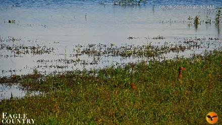 Southwest Florida River Wildlife Live Cams - Aug 28, 2026, 9:47am EDT