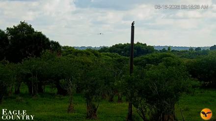Southwest Florida River Wildlife Live Cams - Jun 16, 2026, 9:17am EDT