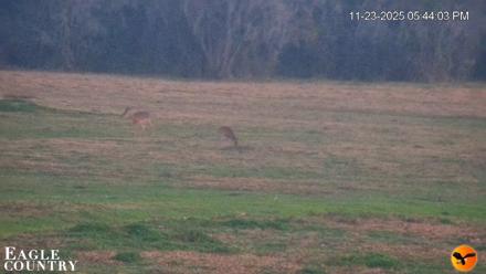 Southwest Florida River Wildlife Live Cams - Nov 23, 2025, 5:45pm EST