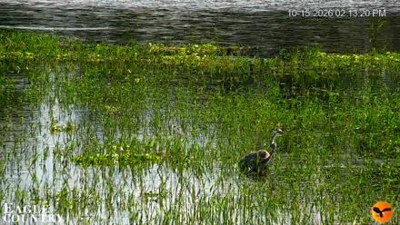 Southwest Florida River Wildlife Live Cams - Oct 15, 2026, 2:14pm EDT